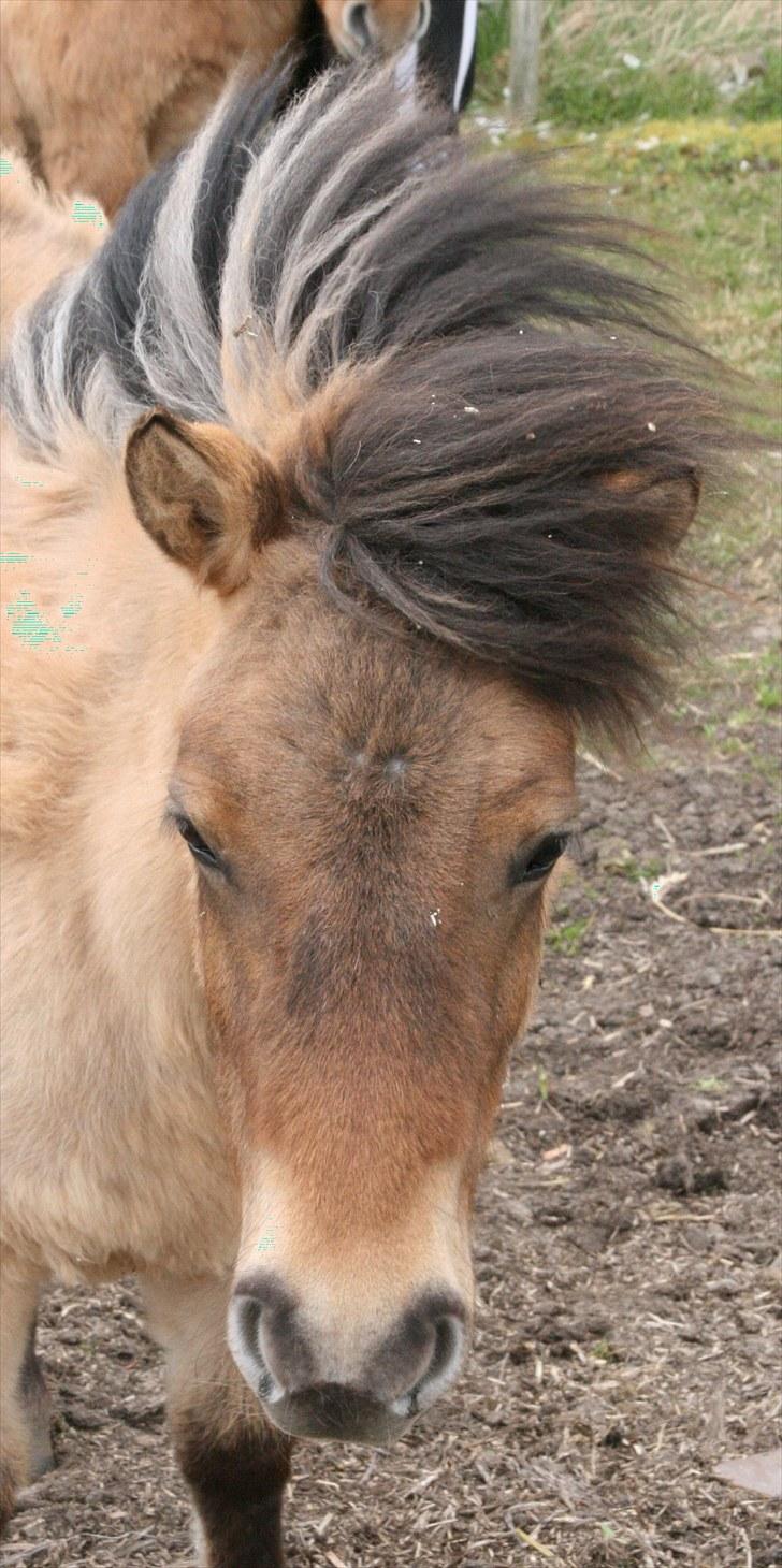 Shetlænder Stensbæk's LUCKY  billede 1