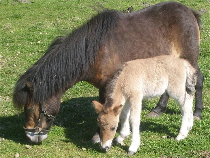 Shetlænder Stensbæk's LUCKY  - lucky få dage gammel :´)  billede 2