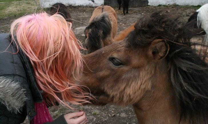 Shetlænder Stensbæk's LUCKY  billede 4