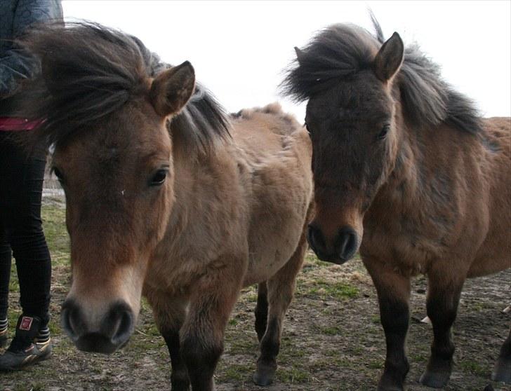 Shetlænder Stensbæk's LUCKY  - Lucky og hendes storebror Bounty billede 5