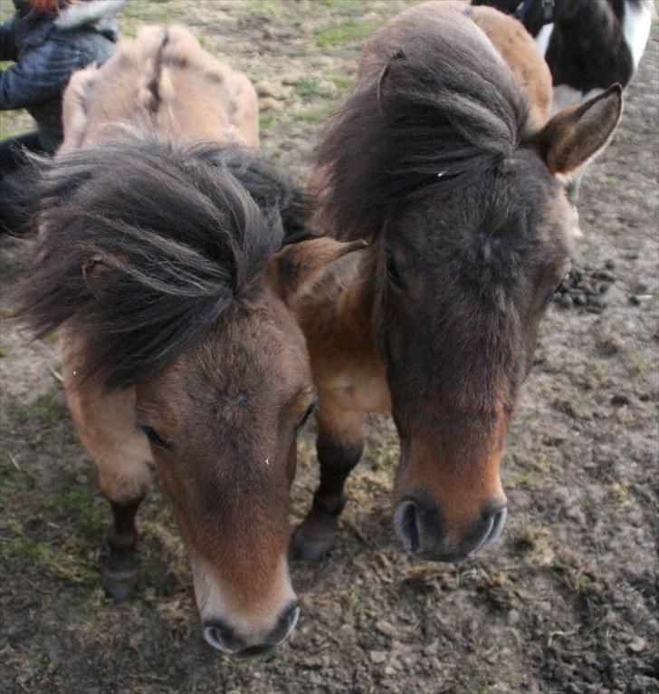 Shetlænder Stensbæk's LUCKY  billede 6