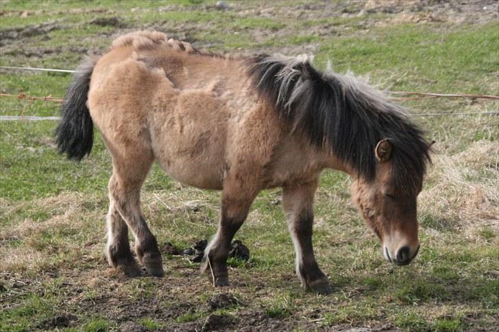 Shetlænder Stensbæk's LUCKY  billede 7