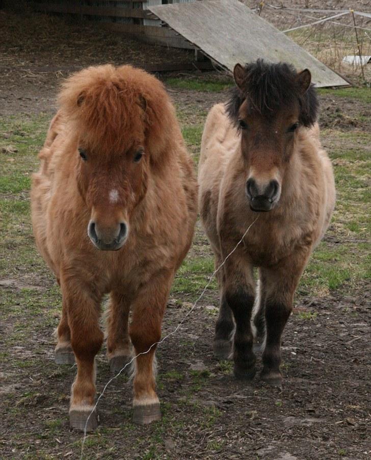 Shetlænder Stensbæk's LUCKY  - Lucky og hendes far  billede 8