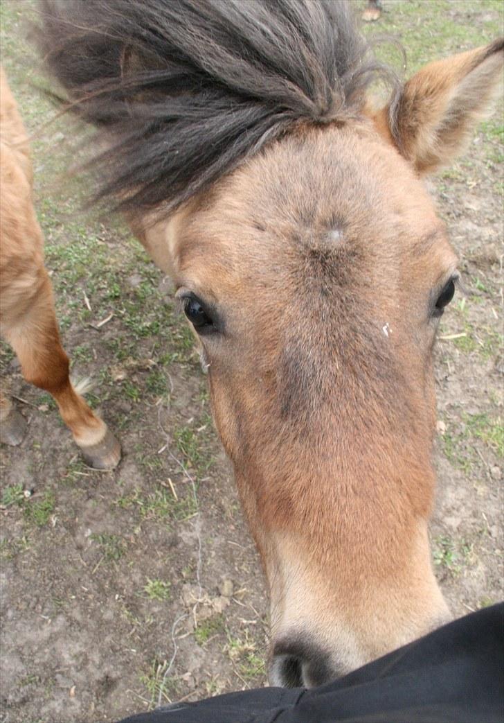 Shetlænder Stensbæk's LUCKY  billede 9