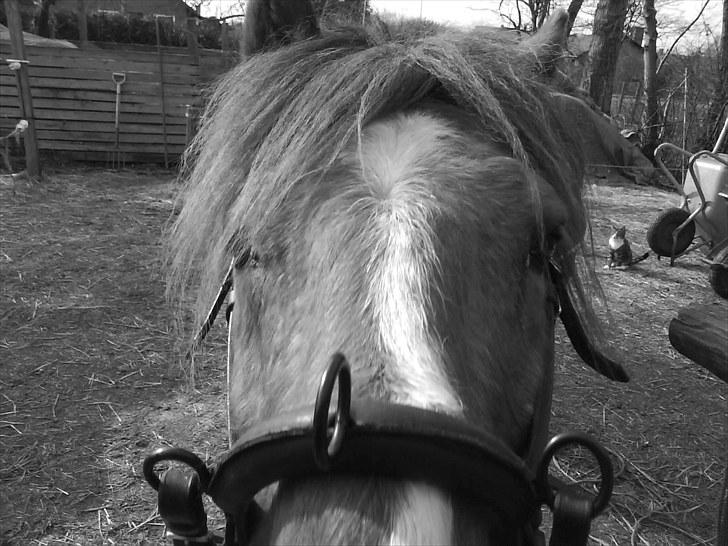 New Forest Shertan R.I.P  billede 17