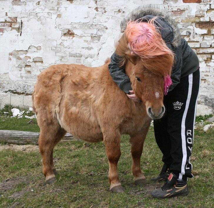 Shetlænder Stensbæk's WEAYN billede 14