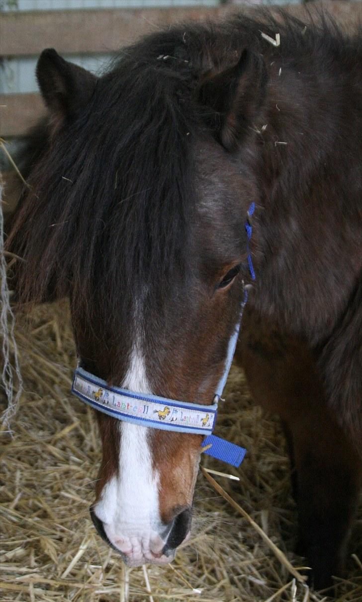 Anden særlig race Stensbæk's RICO billede 15