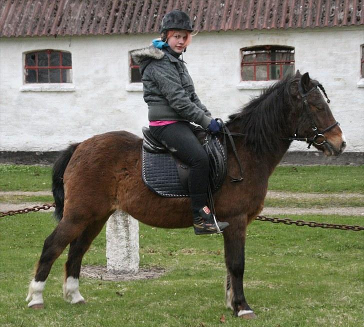 Anden særlig race Stensbæk's RICO billede 16