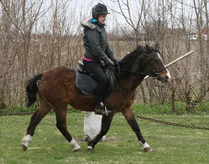 Anden særlig race Stensbæk's RICO billede 17