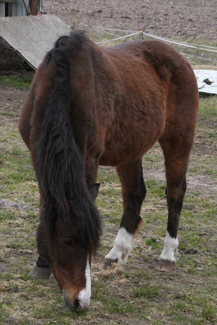 Anden særlig race Stensbæk's RICO billede 18