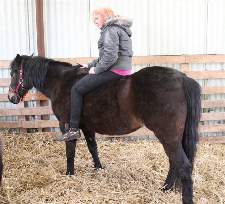 Anden særlig race Stensbæk's TØSEN billede 8