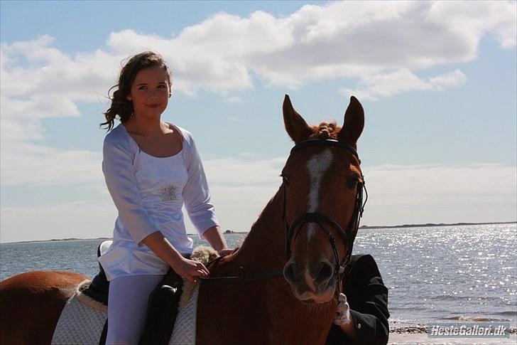 Anden særlig race Salsa billede 3