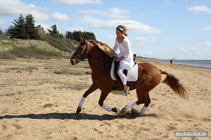 Anden særlig race Salsa billede 4