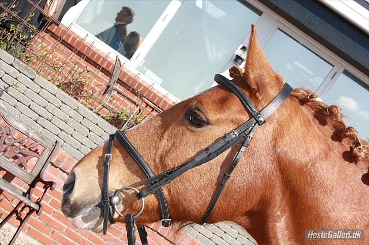 Anden særlig race Salsa billede 5