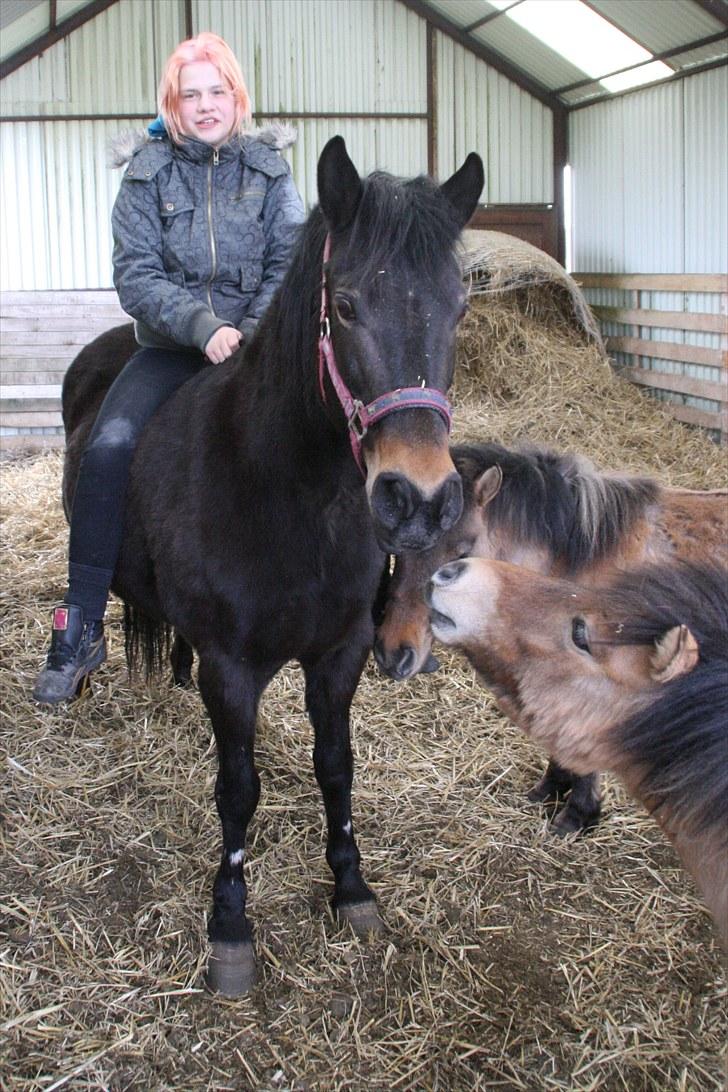 Anden særlig race Stensbæk's TØSEN billede 9