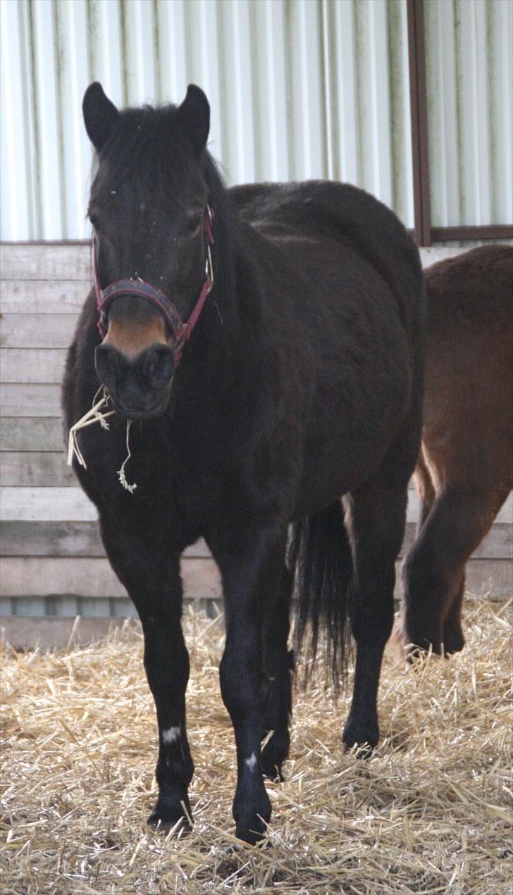 Anden særlig race Stensbæk's TØSEN billede 10