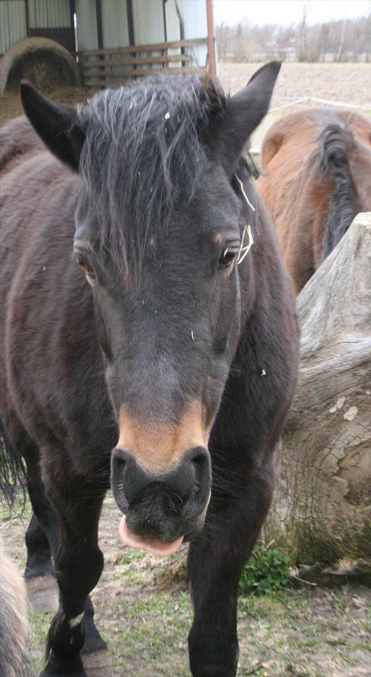 Anden særlig race Stensbæk's TØSEN billede 11