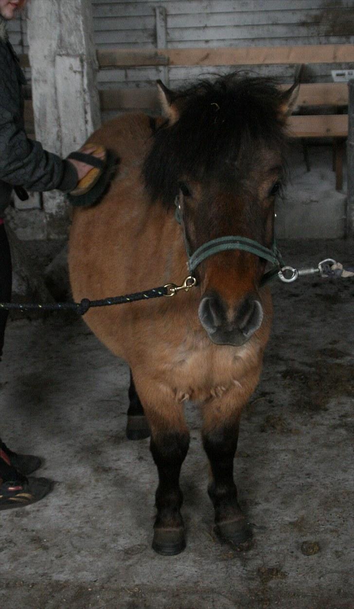 Shetlænder Stensbæk's BOUNTY  billede 8