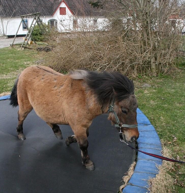 Shetlænder Stensbæk's BOUNTY  billede 9