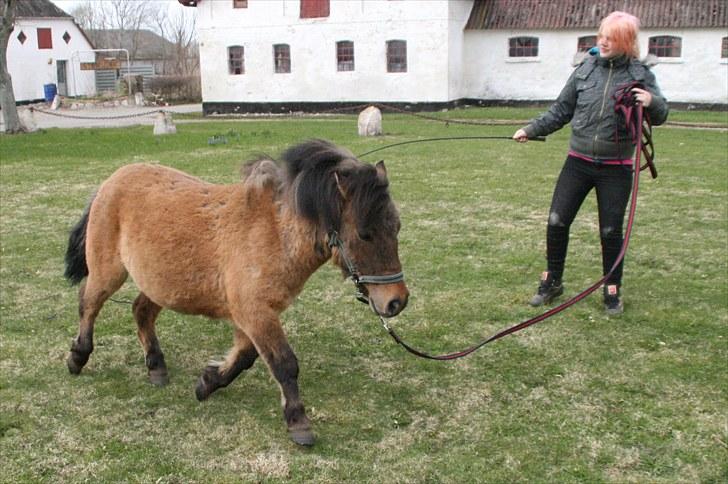 Shetlænder Stensbæk's BOUNTY  billede 10