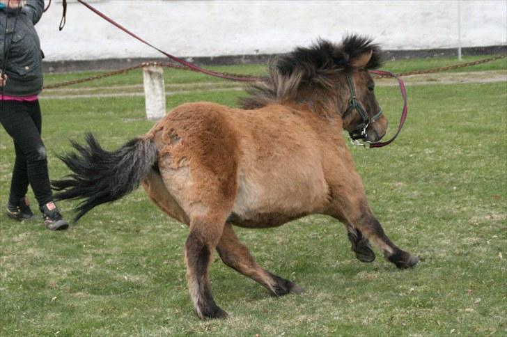 Shetlænder Stensbæk's BOUNTY  billede 11