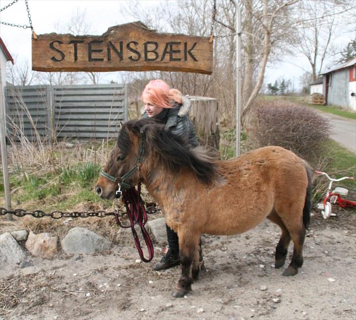 Shetlænder Stensbæk's BOUNTY  billede 12