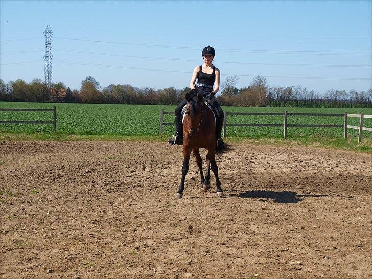 Anden særlig race Djenkiss <'3  - Dressur sommeren 2011 (: billede 8