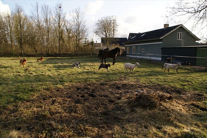 Dansk Varmblod Anita mors hest  - drille får og geder  billede 12