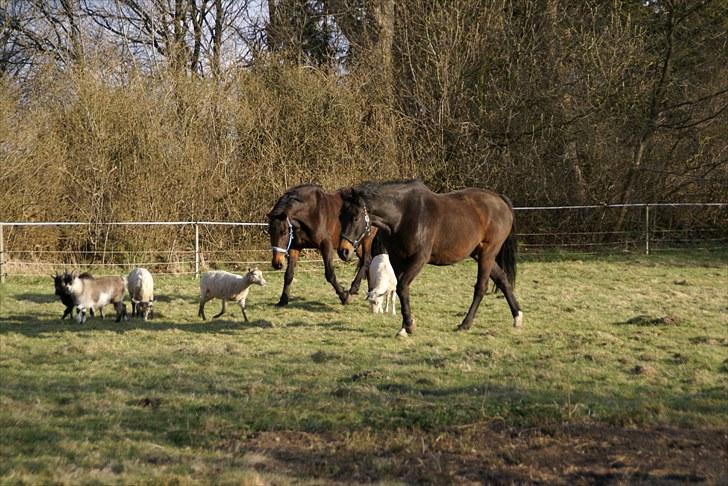 Oldenborg Chevall R.I.P - Vally er meget forsigtig omkring alle levende væsner , han passer på ikke træde på nogen , det har Anita så ikke samme indstilling til , hun er overdyret i folden  billede 13