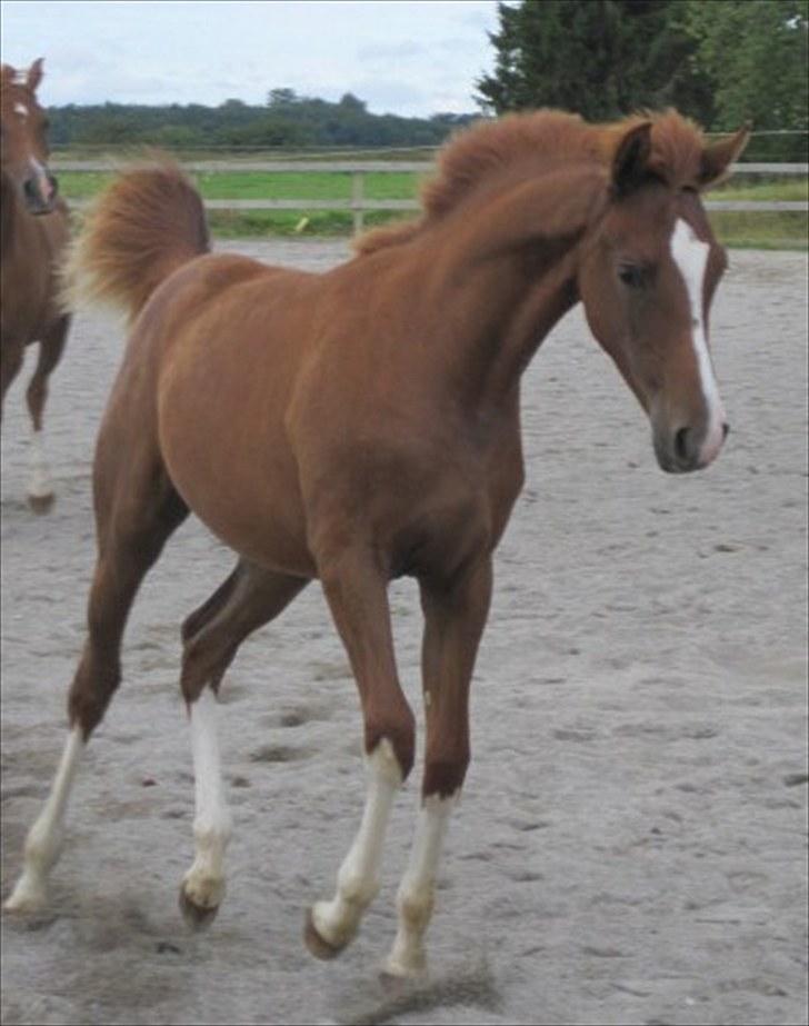 Arabisk fuldblod (OX) ST. A Alaiyah ox - lille krudtugle<3<3 billede 1