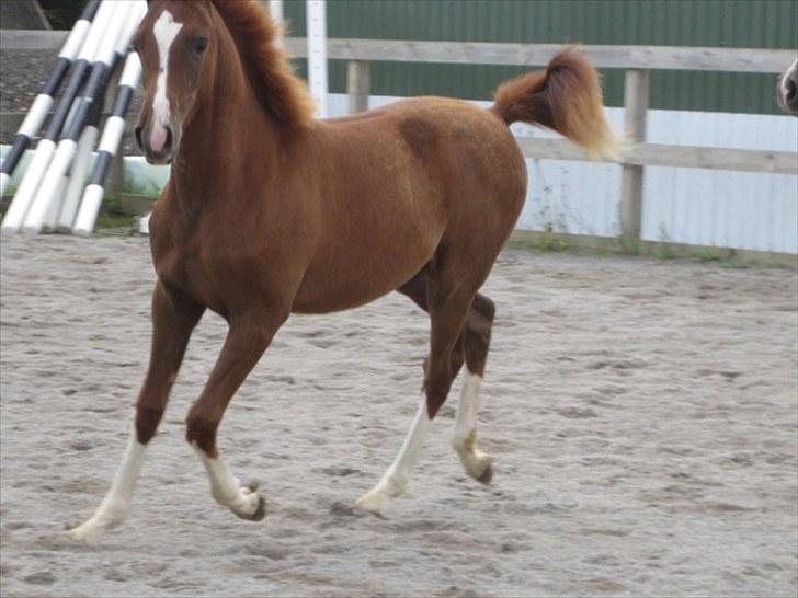 Arabisk fuldblod (OX) ST. A Alaiyah ox billede 2