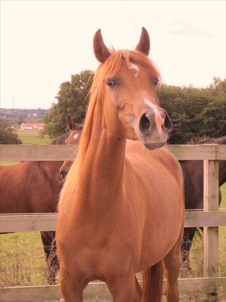 Arabisk fuldblod (OX) Cado`s Miss Sidonia ox - Uha da da .. FNYSS billede 1