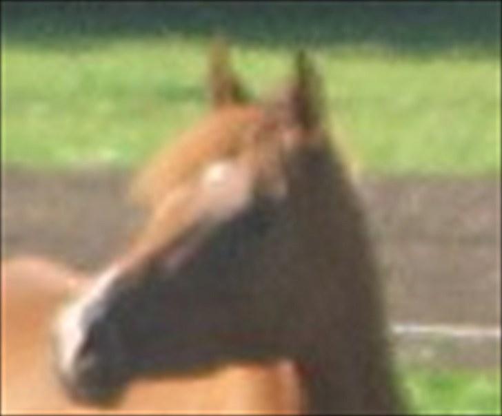 Arabisk fuldblod (OX) Cado`s Miss Sidonia ox billede 2