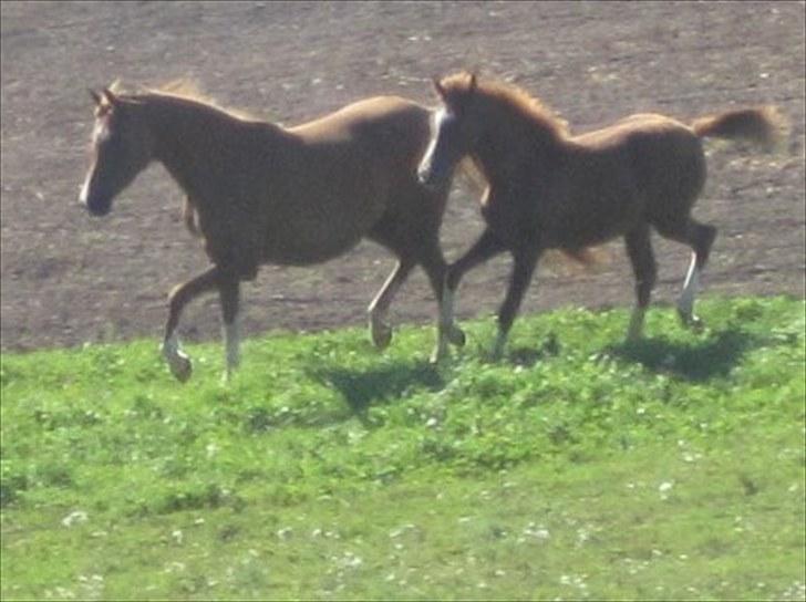 Arabisk fuldblod (OX) Cado`s Miss Sidonia ox - Sidi traver en tur med baby.. billede 3