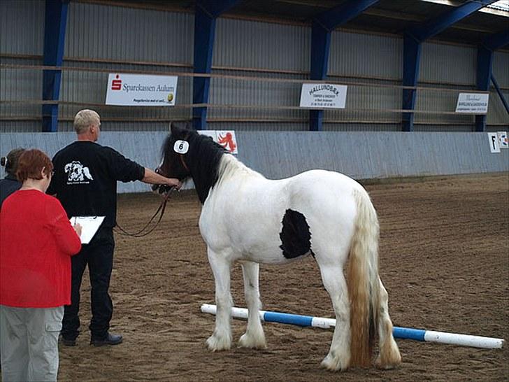 Irish Cob Beer's Vupsi of Tango billede 8