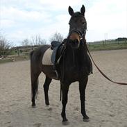 Anden særlig race Lotus