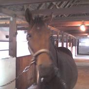 Anden særlig race Lotus