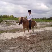 Anden særlig race Pondus <'3