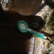 Islænder Fenja :) solgt