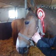 Anden særlig race Felix *Himmelhest*