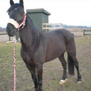 Welsh Cob (sec D) Holly