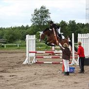 Dansk Varmblod Mew Town Himmelhest 