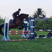 Dansk Varmblod Mew Town Himmelhest 