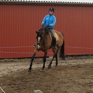 Dansk Varmblod Mew Town Himmelhest 