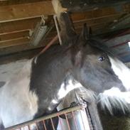 Irish Cob Sultan