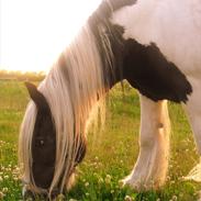 Irish Cob Thessa