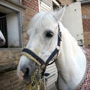 Anden særlig race  GI Mickey