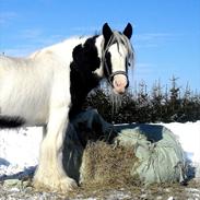 Irish Cob Thessa