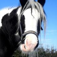 Irish Cob Thessa