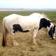 Irish Cob Thessa